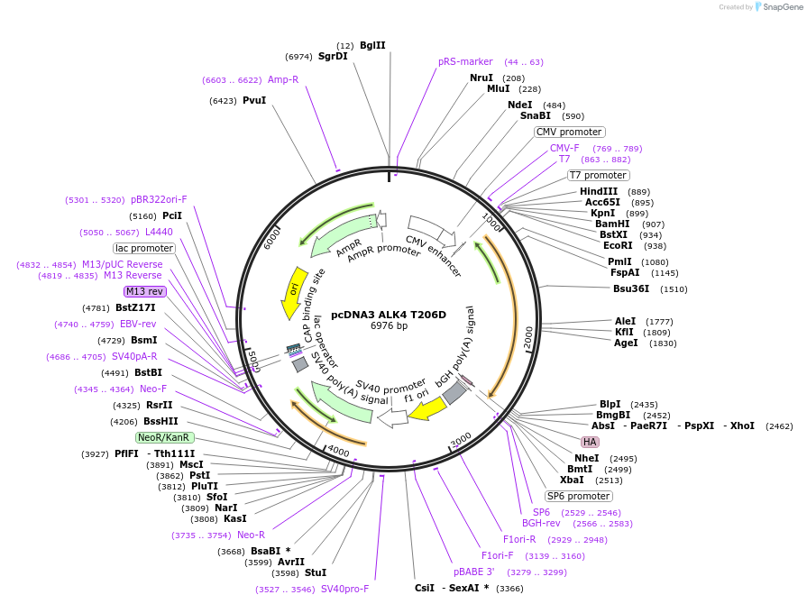 80880-plasmid-map-sequence-id-157381