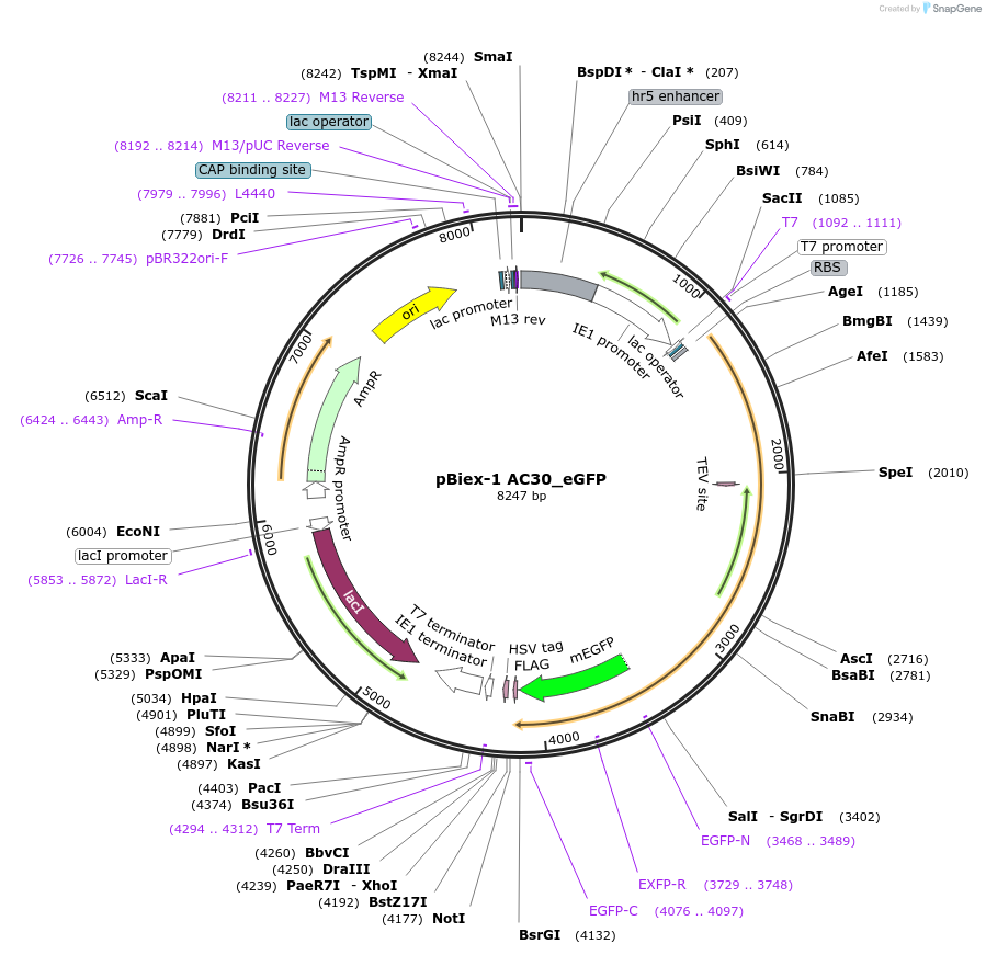 82715-plasmid-map-sequence-id-157392