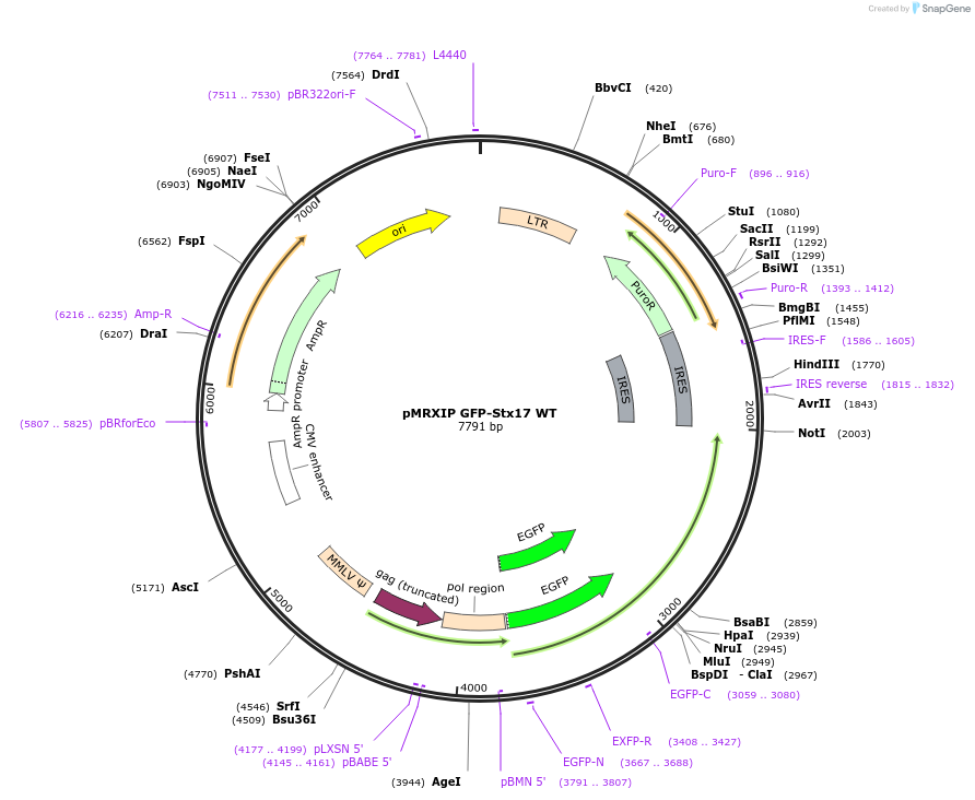 45909-plasmid-map-sequence-id-157842