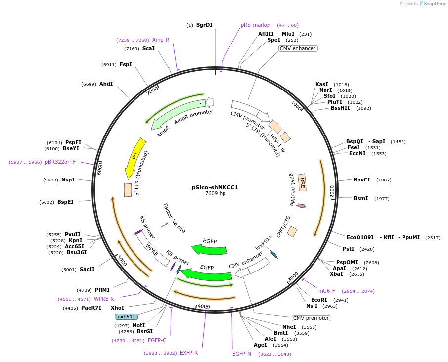 83027-plasmid-map-sequence-id-157852