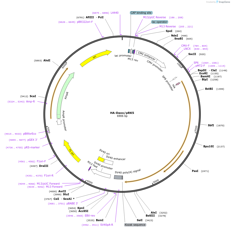 52023-plasmid-map-sequence-id-157855