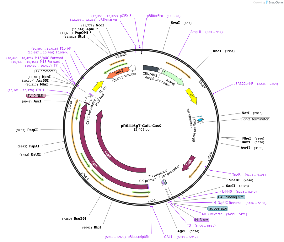 79903-plasmid-map-sequence-id-157872