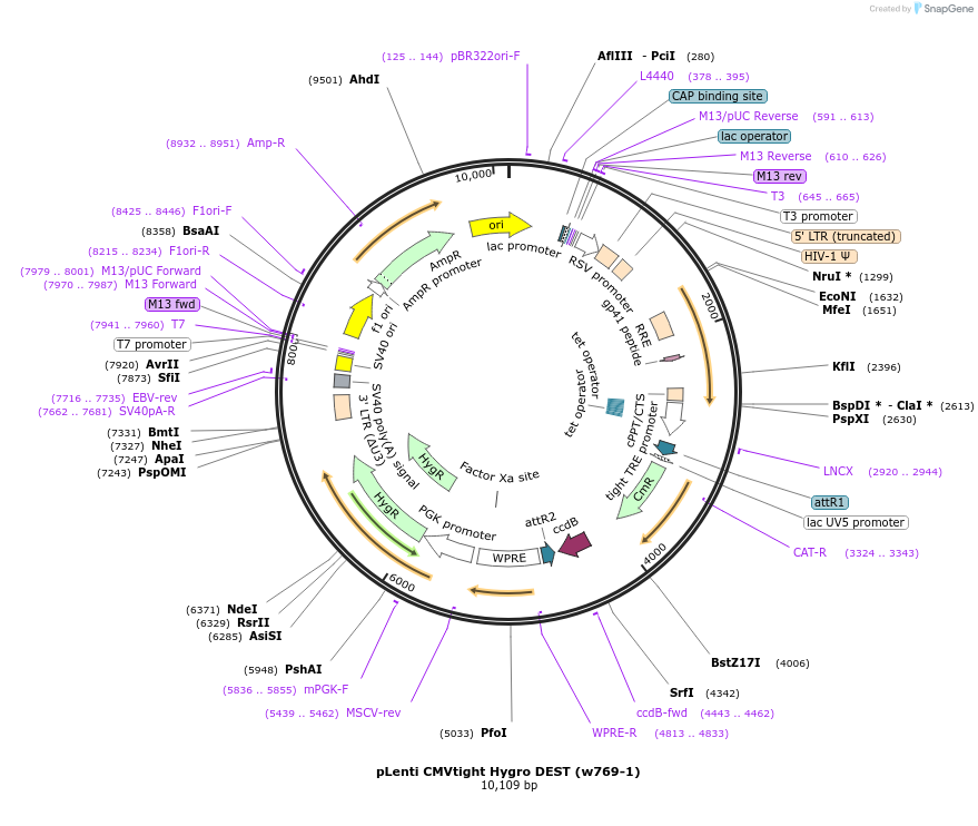 26433-plasmid-map-sequence-id-157879