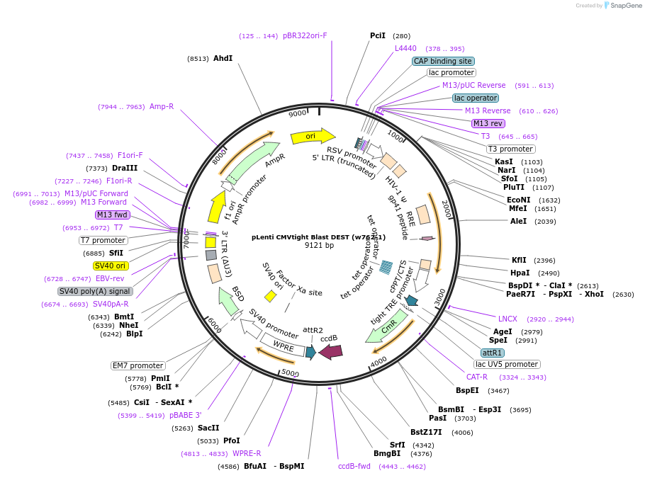 26434-plasmid-map-sequence-id-157880