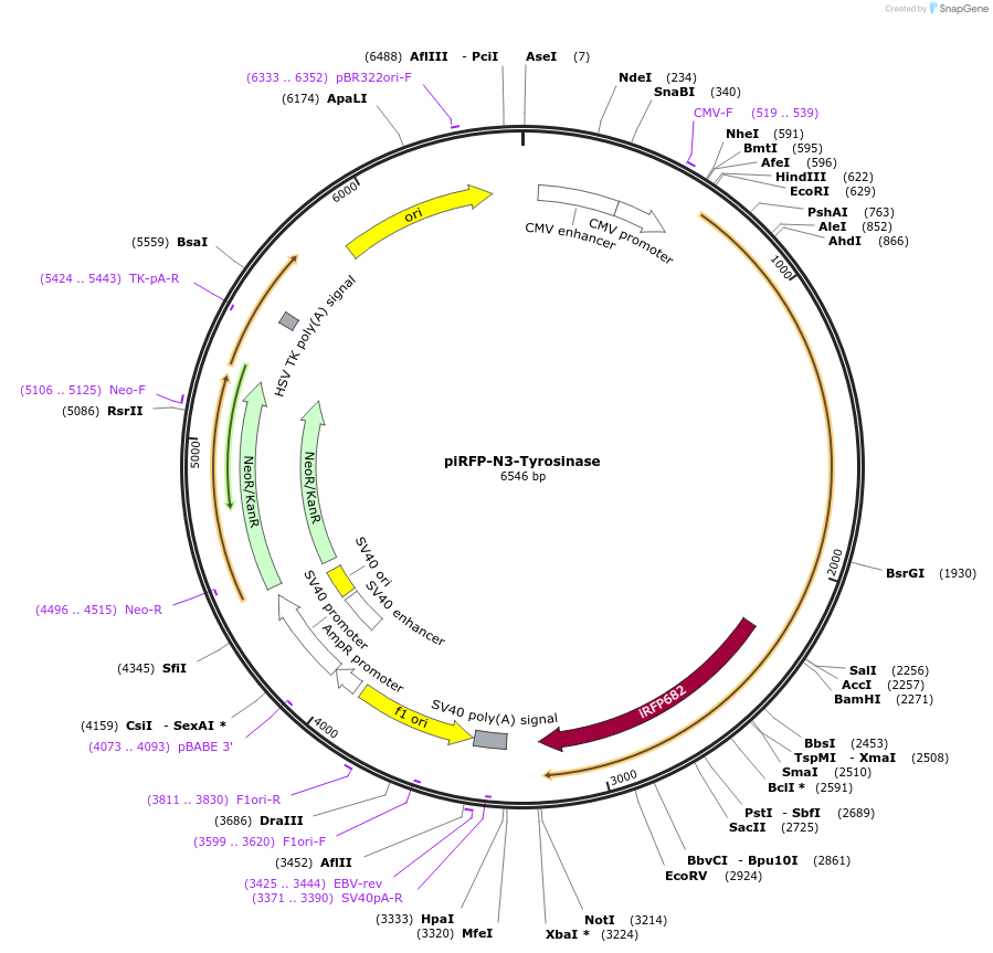 80152-plasmid-map-sequence-id-157917