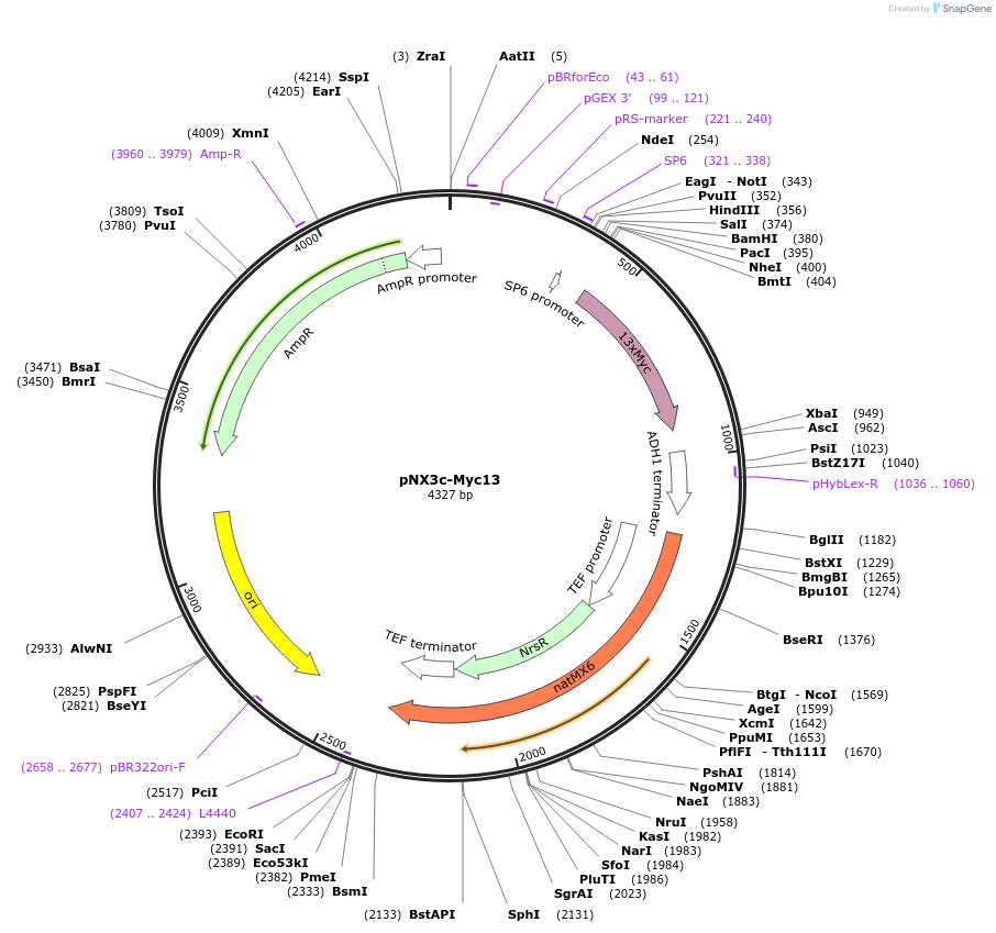 78374-plasmid-map-sequence-id-157919