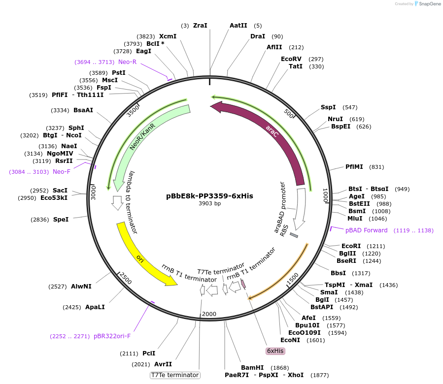 83067-plasmid-map-sequence-id-158002