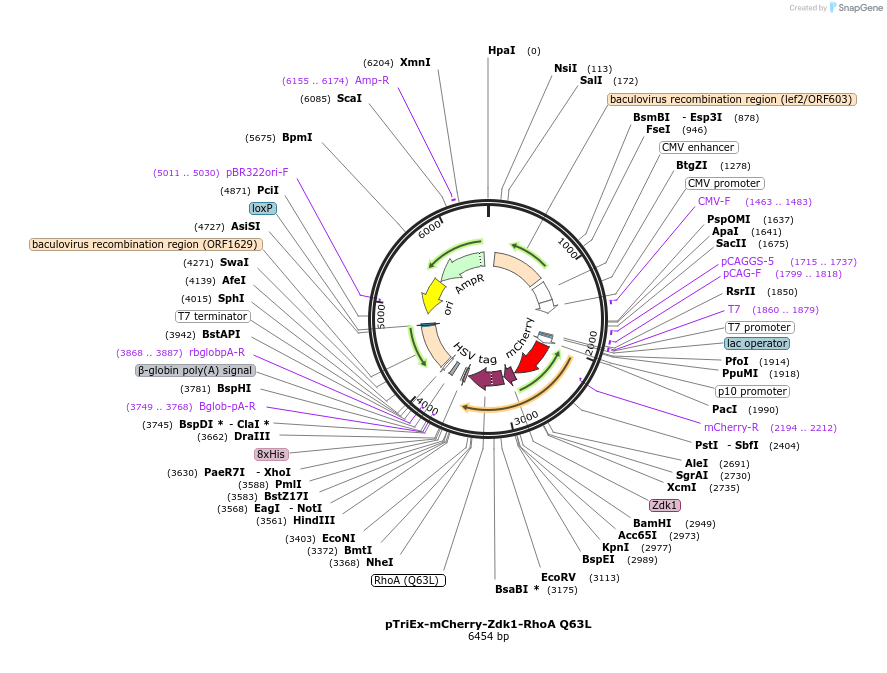 81058-plasmid-map-sequence-id-158045