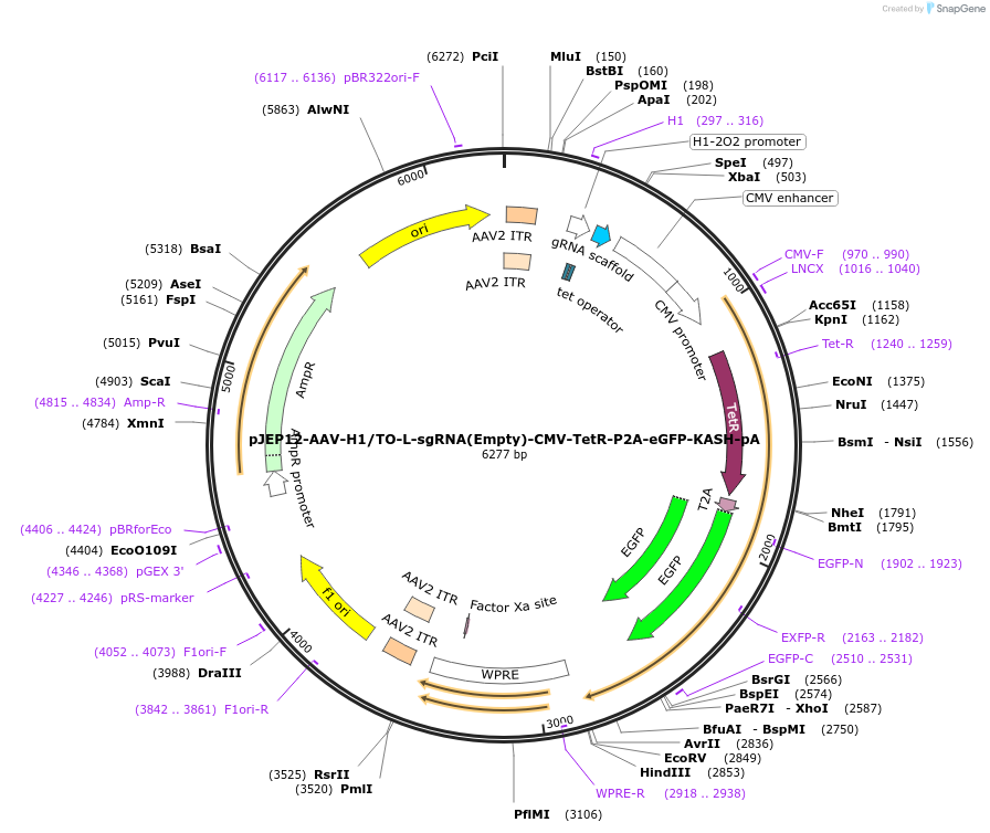 82704-plasmid-map-sequence-id-158051