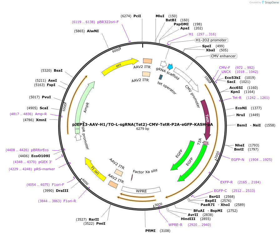 82703-plasmid-map-sequence-id-158053