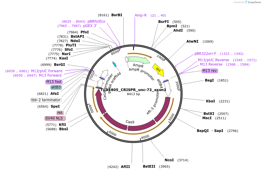 82359-plasmid-map-sequence-id-158077