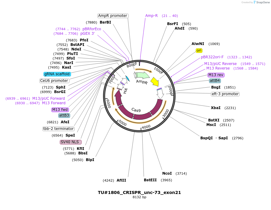 82360-plasmid-map-sequence-id-158082
