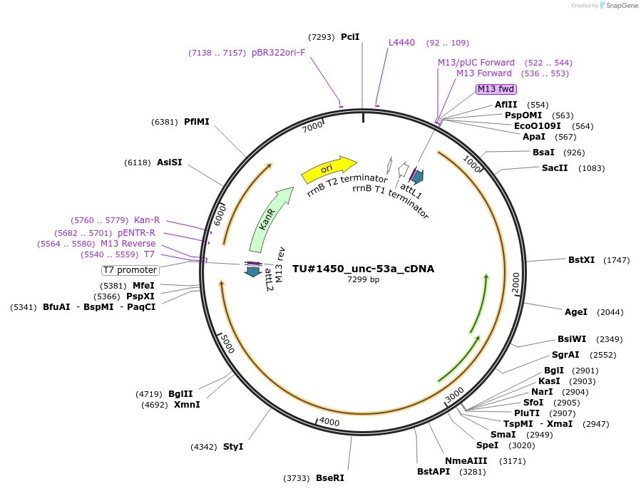 82361-plasmid-map-sequence-id-158085