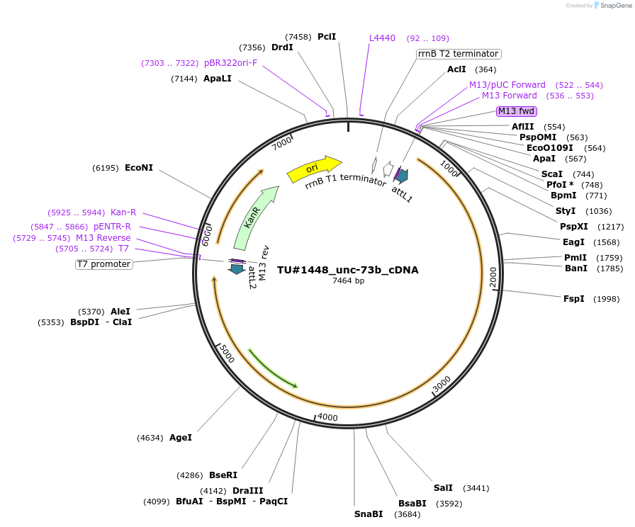 82362-plasmid-map-sequence-id-158087