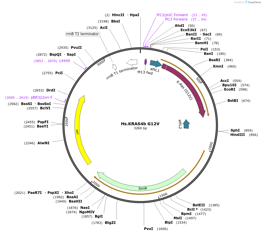 83132-plasmid-map-sequence-id-158095