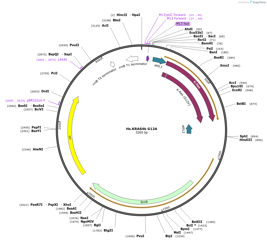 83142-plasmid-map-sequence-id-158105