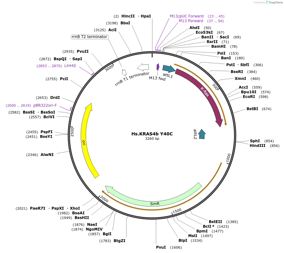 83159-plasmid-map-sequence-id-158122