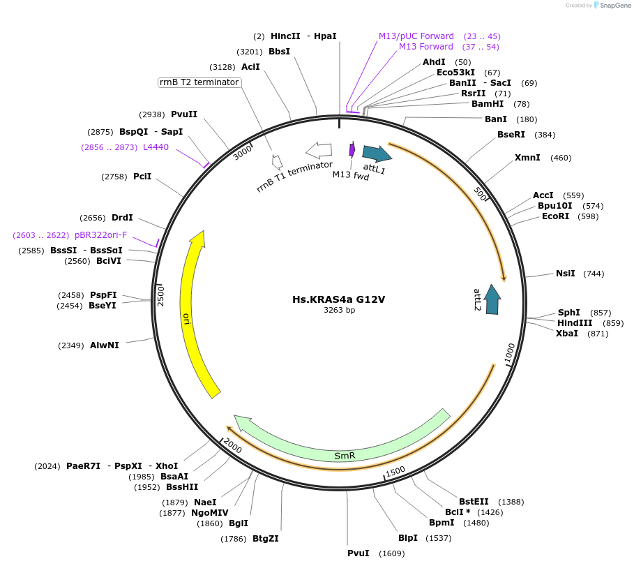 83169-plasmid-map-sequence-id-158132