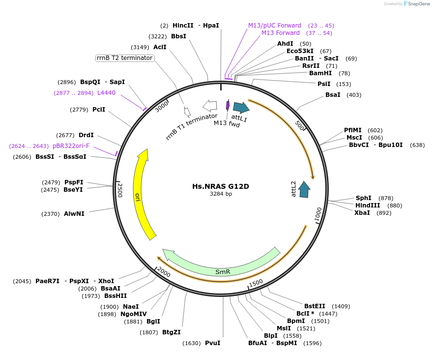 83176-plasmid-map-sequence-id-158139
