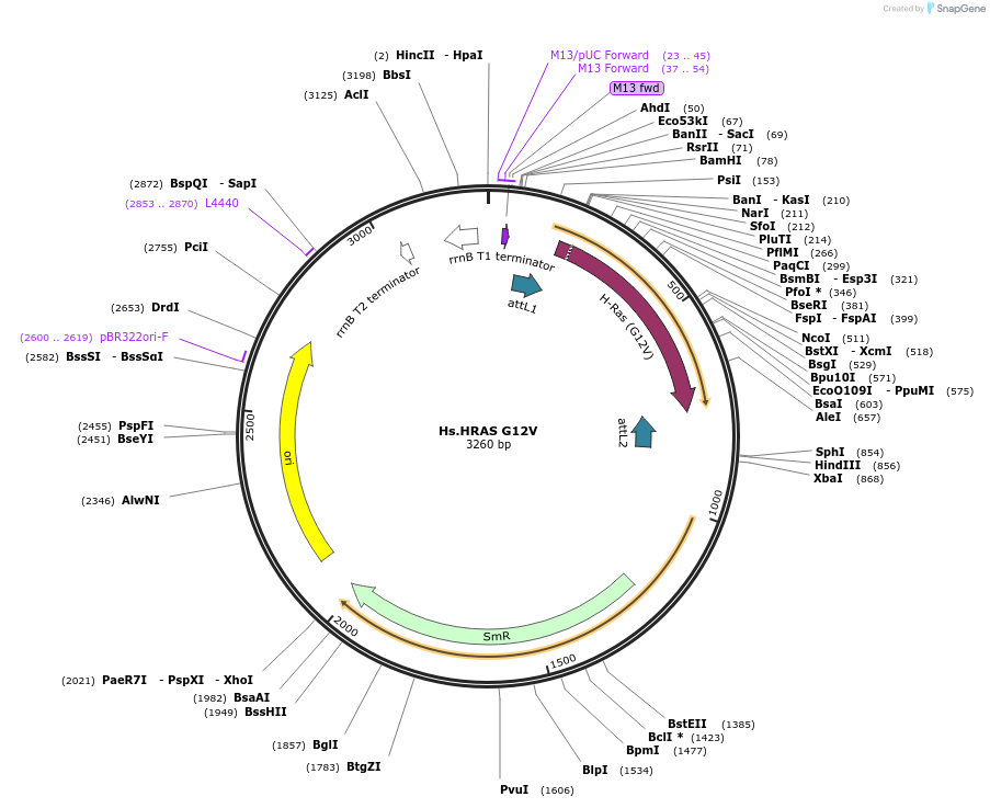 83184-plasmid-map-sequence-id-158147