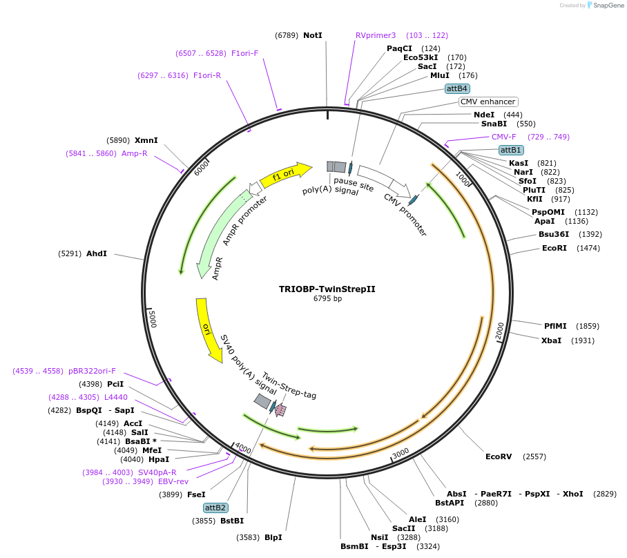 83201-plasmid-map-sequence-id-158295
