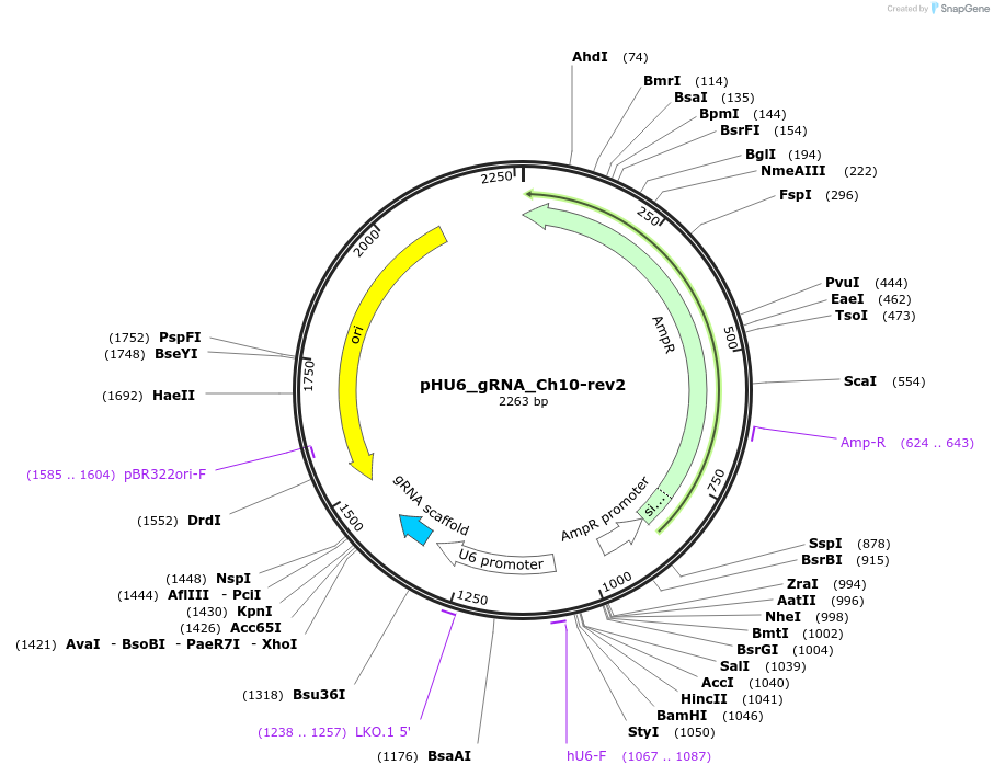 81207-plasmid-map-sequence-id-158311