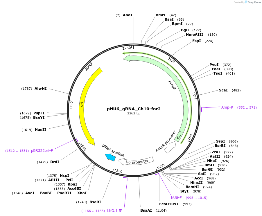 81209-plasmid-map-sequence-id-158313