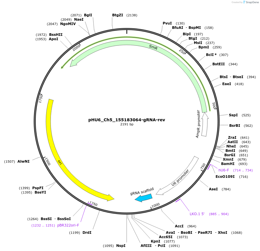 81215-plasmid-map-sequence-id-158320