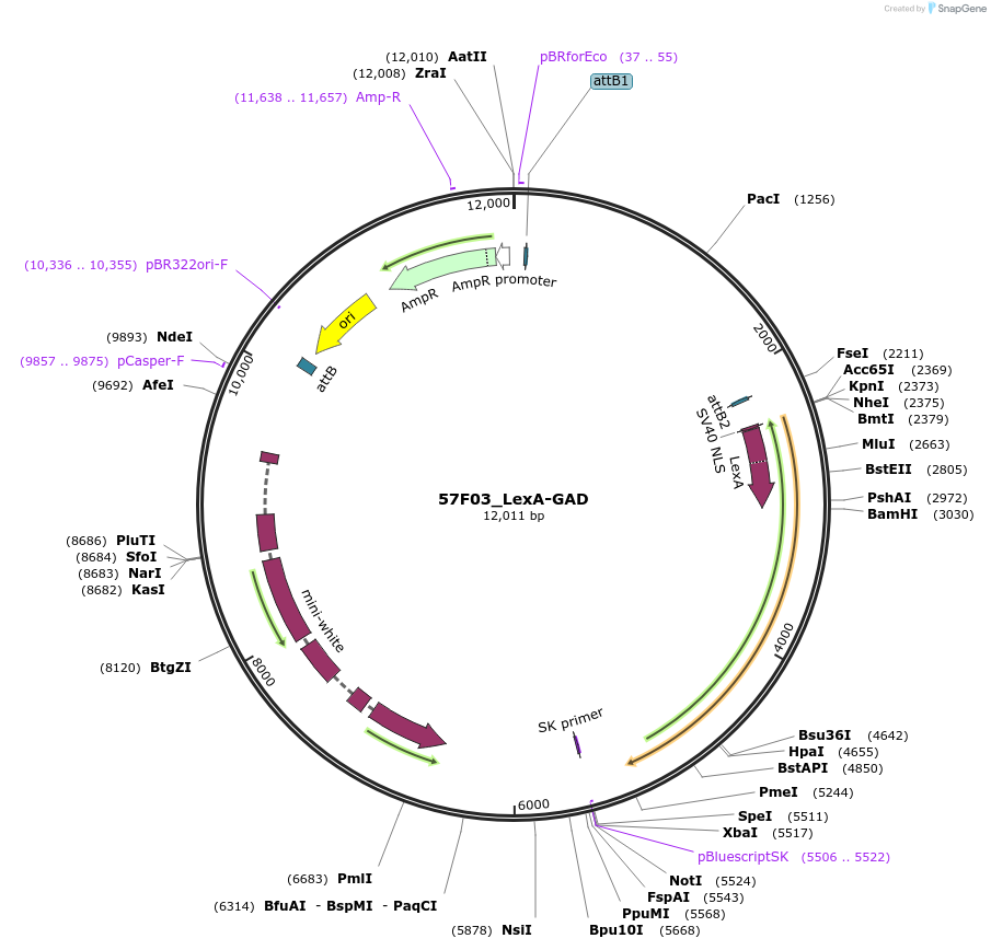 83256-plasmid-map-sequence-id-158322