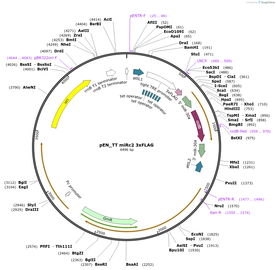 83274-plasmid-map-sequence-id-158396