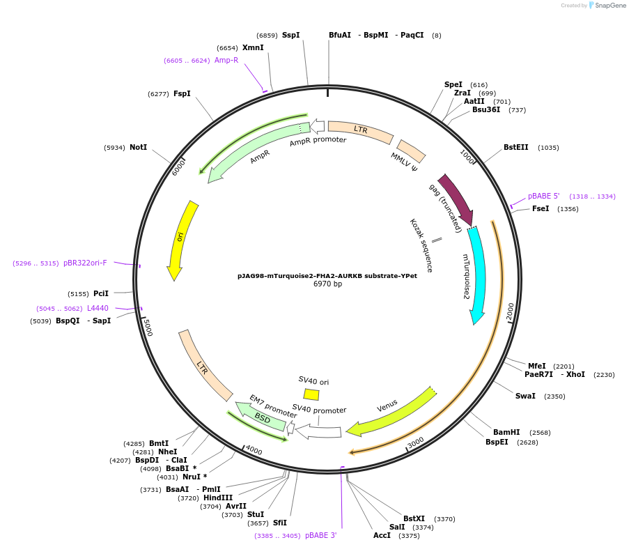83286-plasmid-map-sequence-id-158427