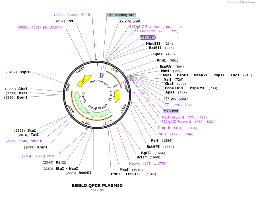 79905-plasmid-map-sequence-id-158517