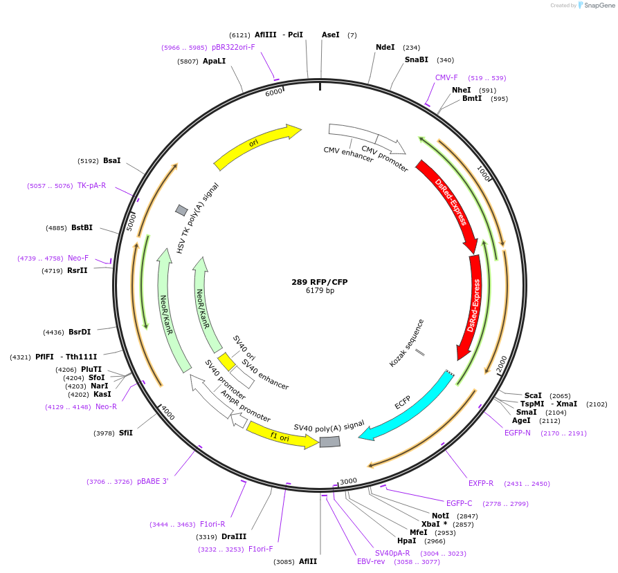 83321-plasmid-map-sequence-id-158520