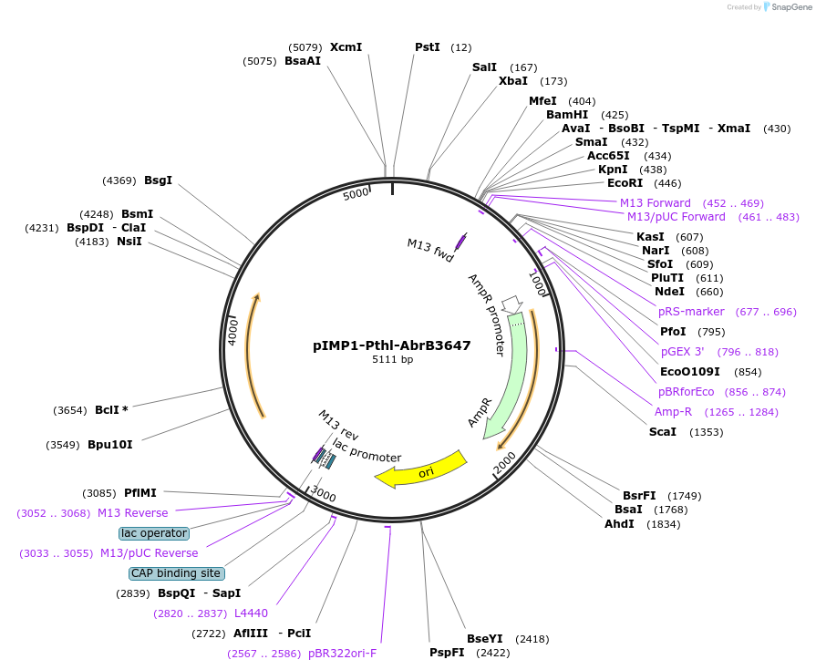 80981-plasmid-map-sequence-id-158620