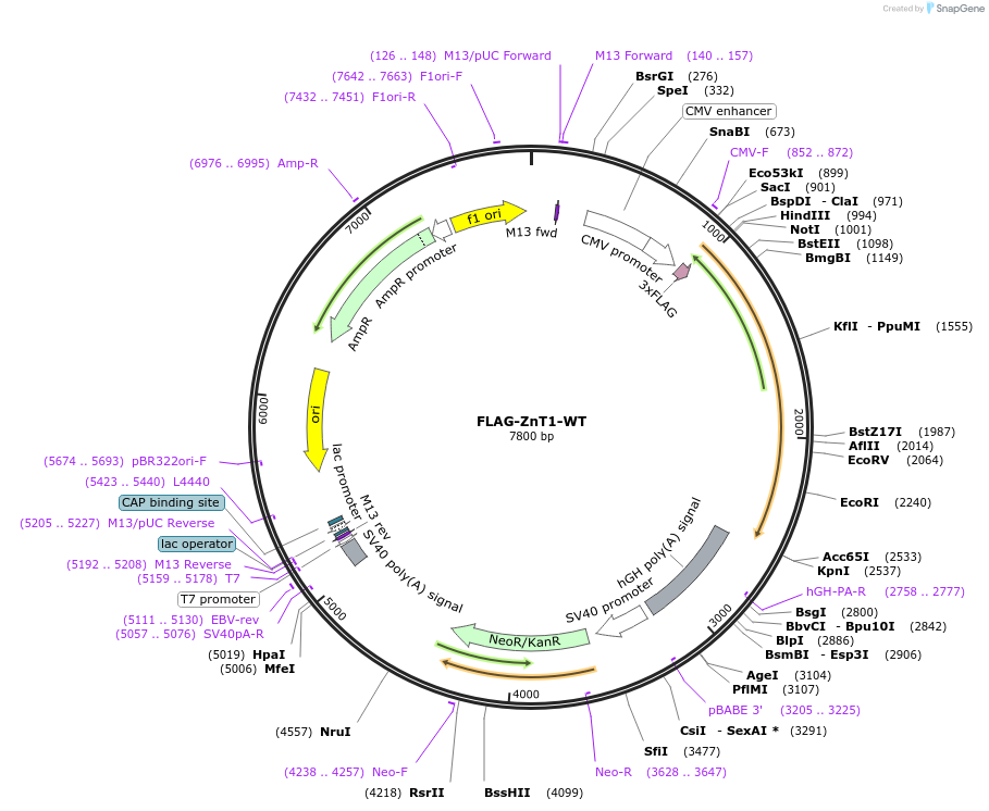 82340-plasmid-map-sequence-id-158623