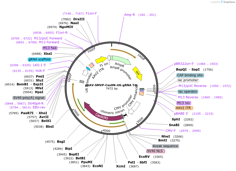 80938-plasmid-map-sequence-id-158626