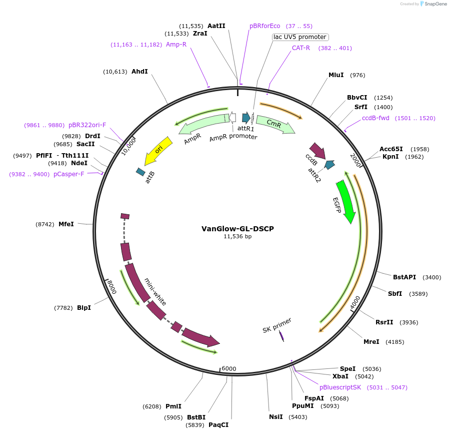 83338-plasmid-map-sequence-id-158645