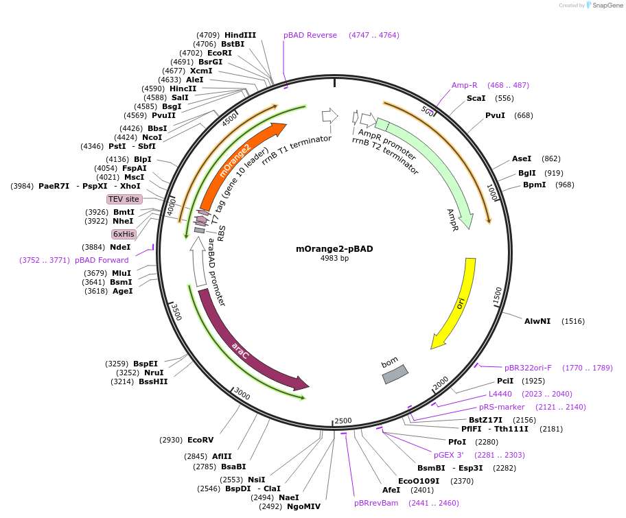 54531-plasmid-map-sequence-id-158646