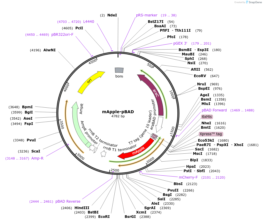 54536-plasmid-map-sequence-id-158648