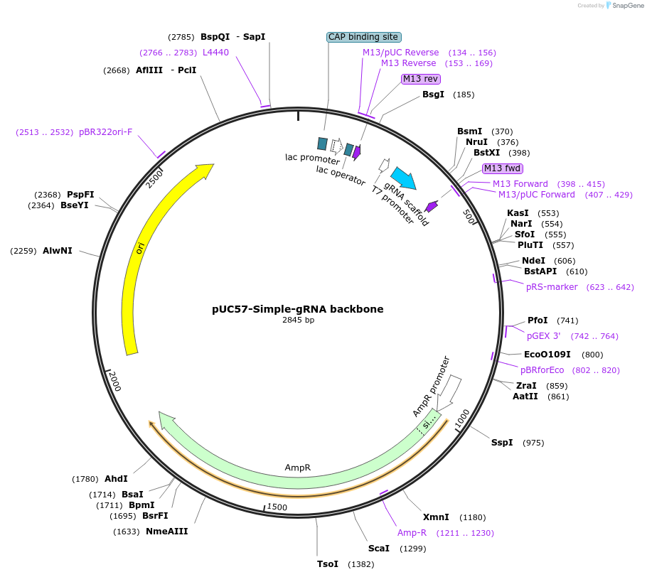 51306-plasmid-map-sequence-id-158679