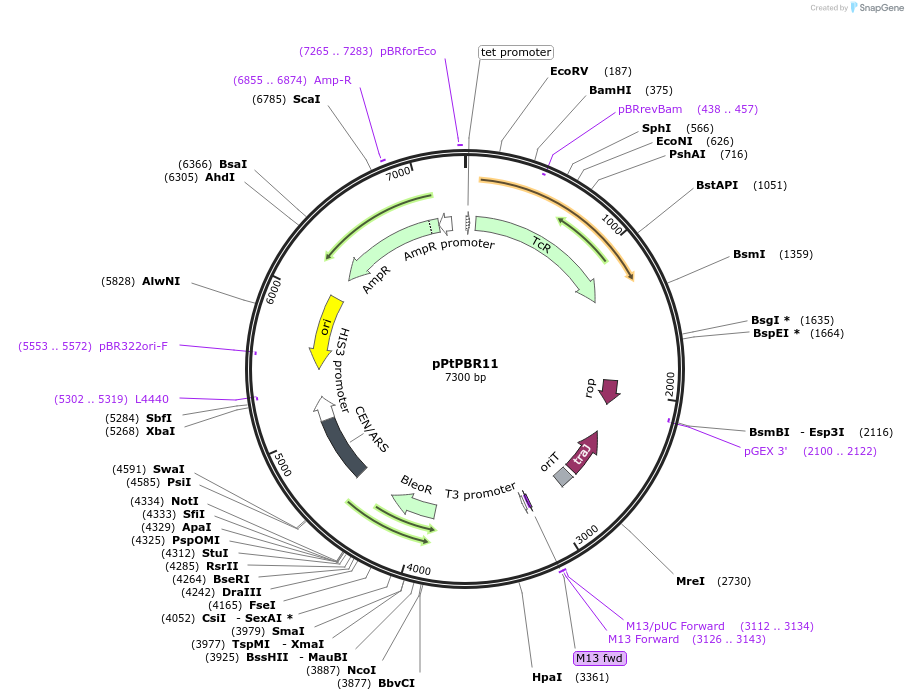 80386-plasmid-map-sequence-id-158713