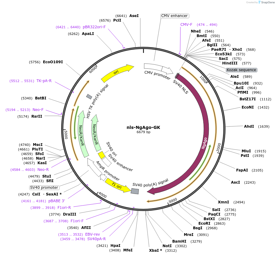 78253-plasmid-map-sequence-id-158751