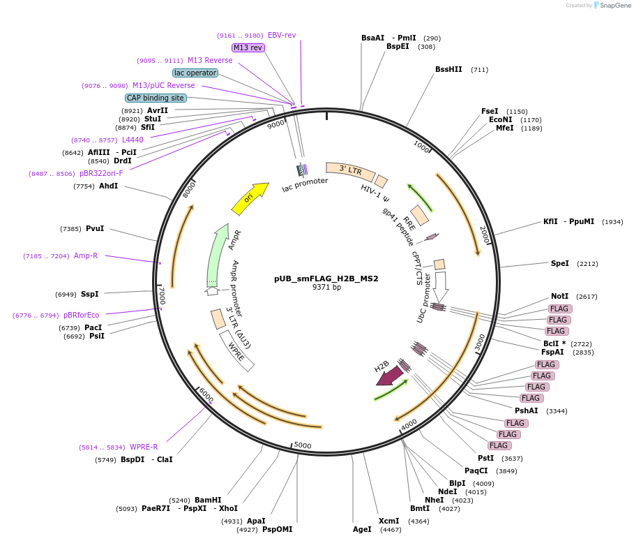 81082-plasmid-map-sequence-id-158764