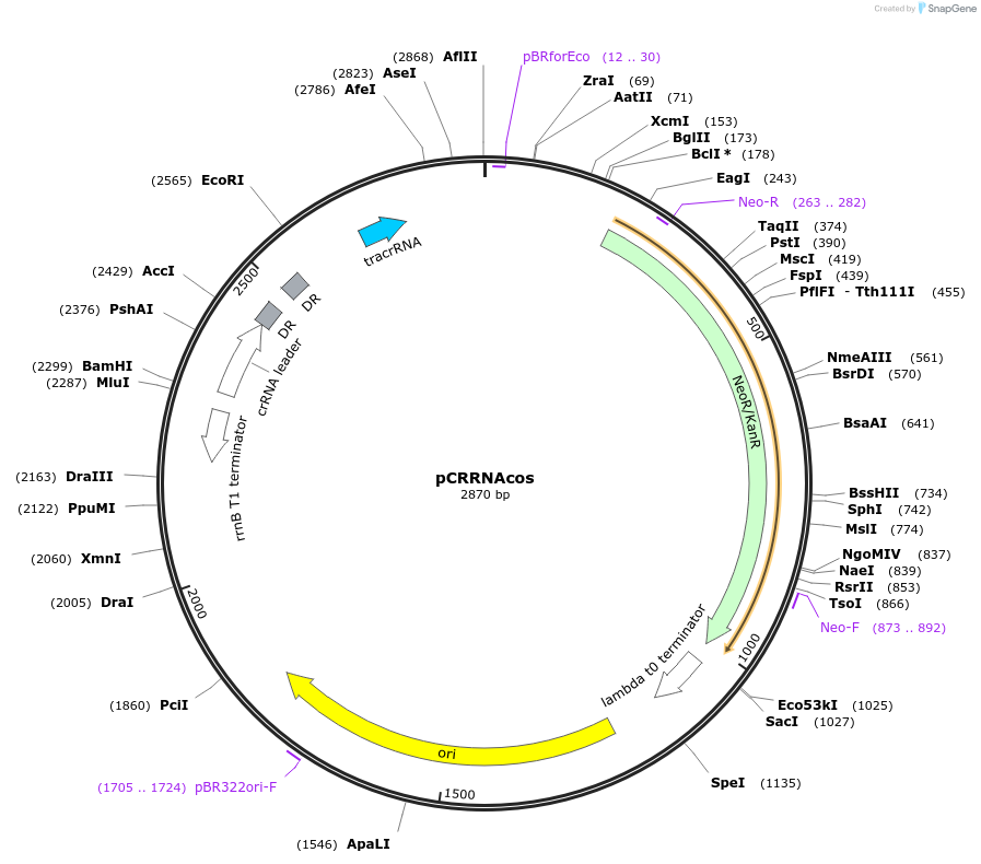 78492-plasmid-map-sequence-id-158765