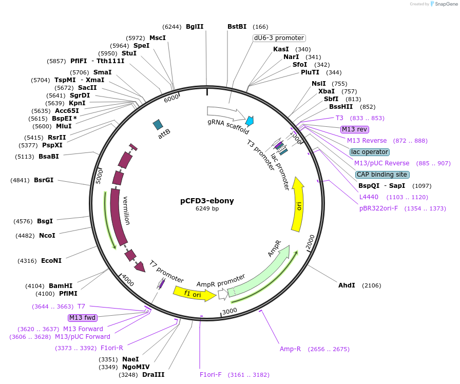83380-plasmid-map-sequence-id-158774
