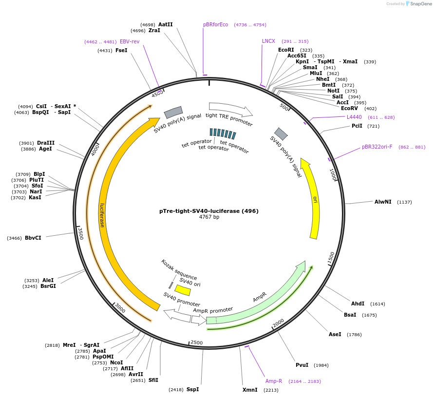 65489-plasmid-map-sequence-id-158775