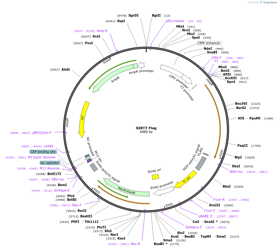 13818-plasmid-map-sequence-id-159041