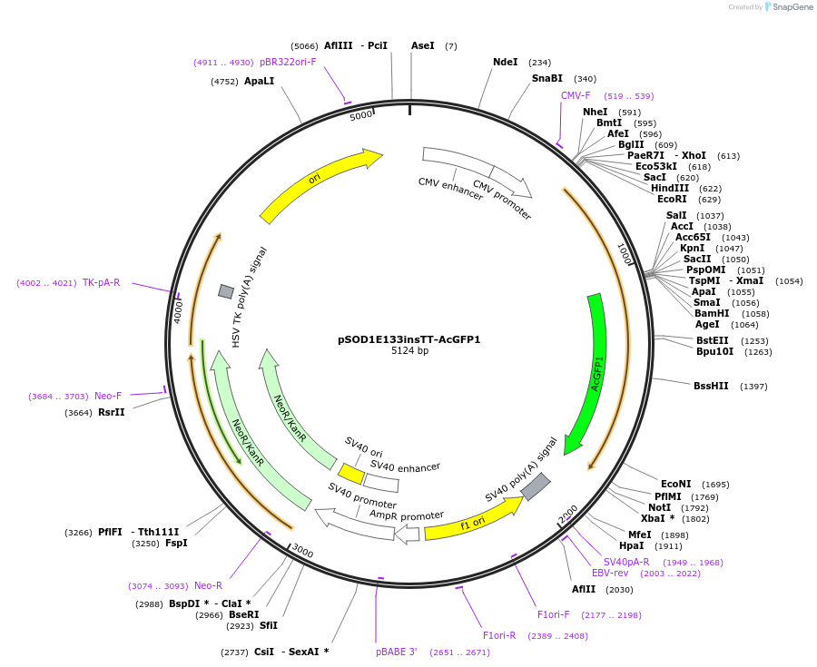 83441-plasmid-map-sequence-id-159050