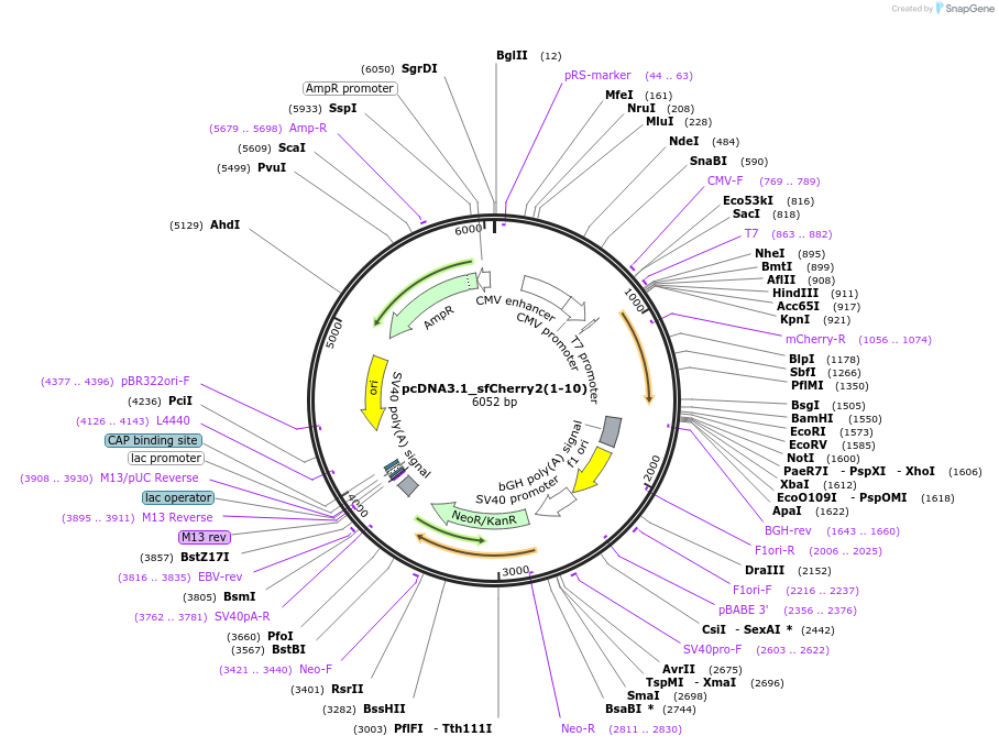 82602-plasmid-map-sequence-id-159058