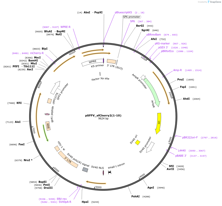 82603-plasmid-map-sequence-id-159061